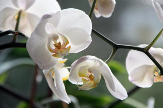 Orchid