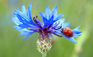 Cornflower ladybug
